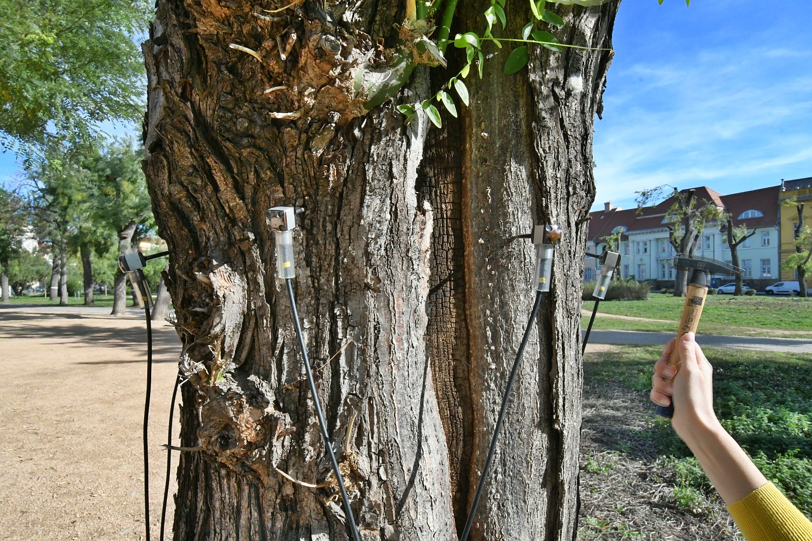 Akusztikus tomográffal is átvizsgálták a Zichy liget idős japánakácait